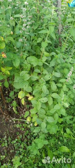 Мята (корни)