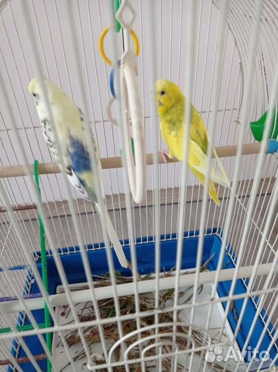 Волнистый попугай с клеткой