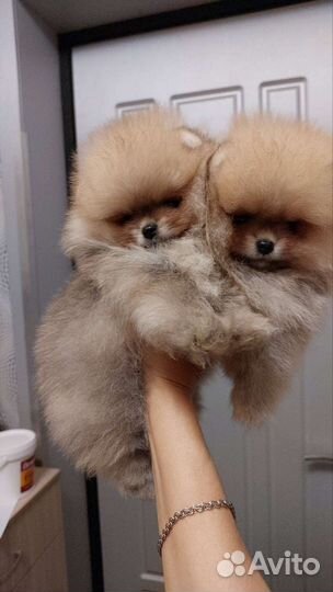 Померанский шпиц мини