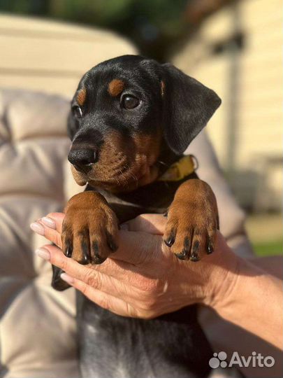 Немецкий пинчер щенки