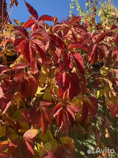 Виноград девичий