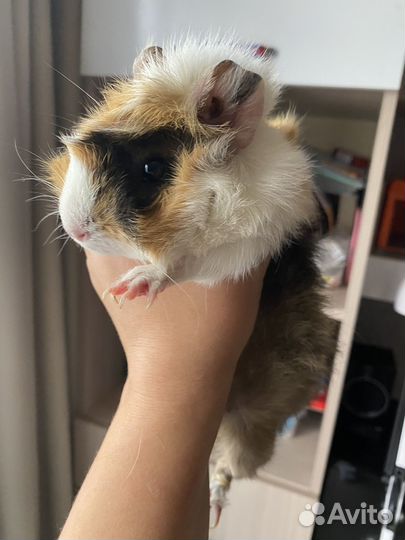 Морская свинка