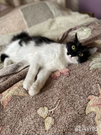 Кошка в добрые руки