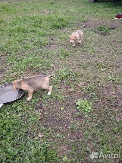 Щенки русской гончей