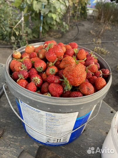 Саженцы ремонтантной клубники цена за куст