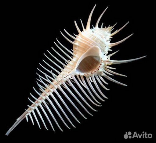 Кораллы, ракушки для аквариума