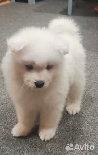 Щенки самоеда