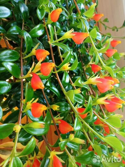 Немантус,Гинура,Орхидея,Лудизия,Жасмин