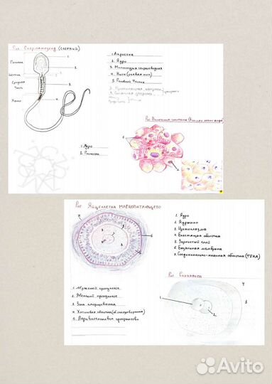 Рисую на заказ гистологию/анатомию/биологию