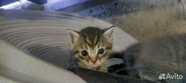 Котята мышеловы в добрые руки