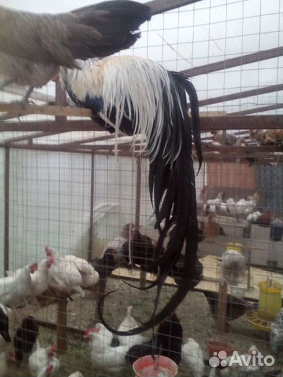 Породистая птица