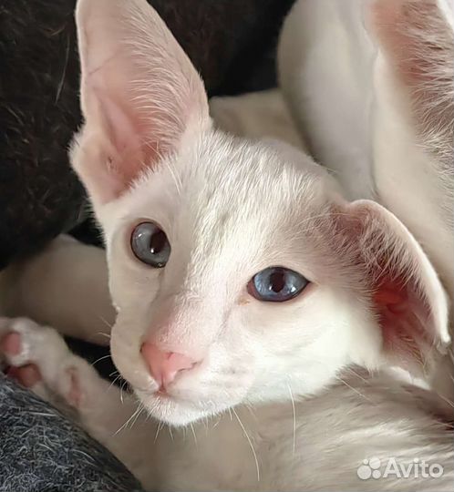 Ориентальные котята