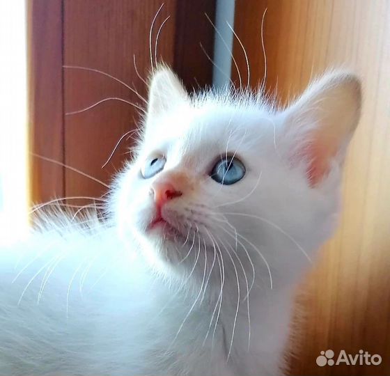 Котенок 1,5 месяца