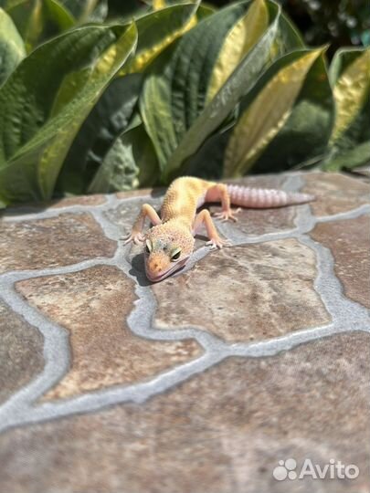 Малыши эублефары