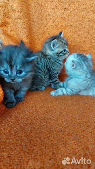 Персидские котята