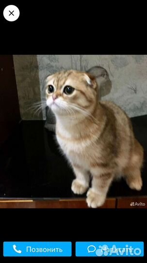 Шотландский кот