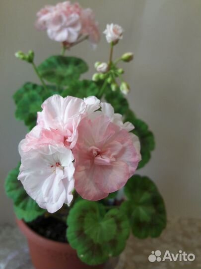 Пеларгония герань махровая