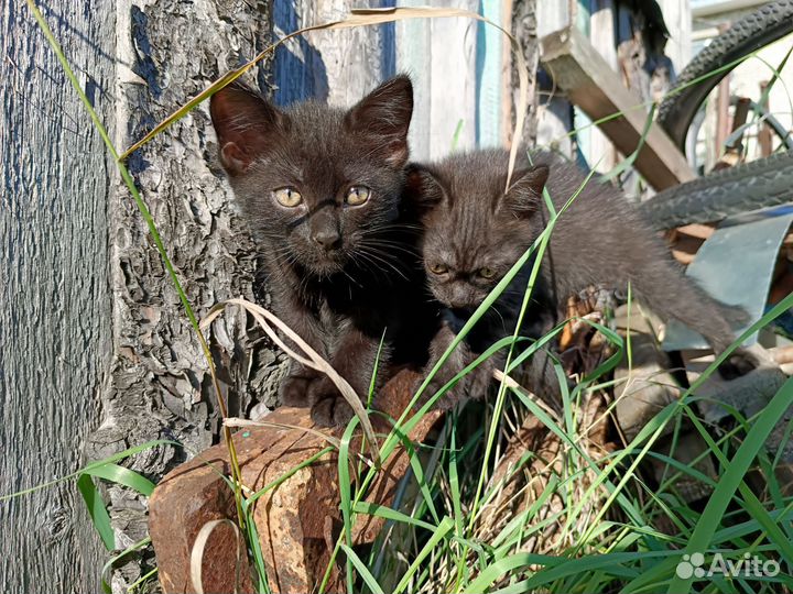Отдам котенка в добрые руки
