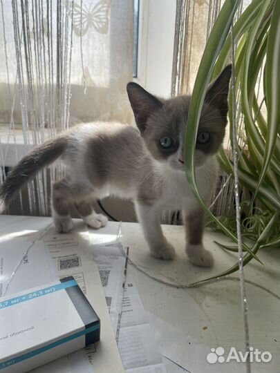 Кошка