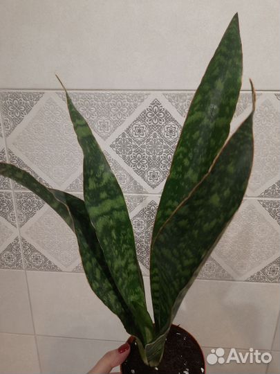 Сансевиерия аубрутиана драгон