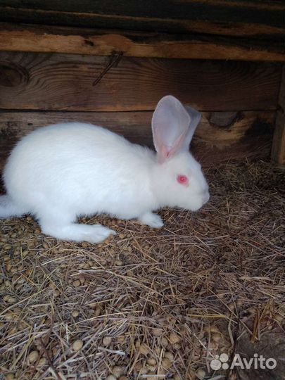 Продаю крольчиху породы Белый Панон