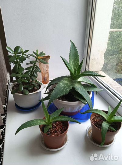 Алоэ вера и Толстянка крассула