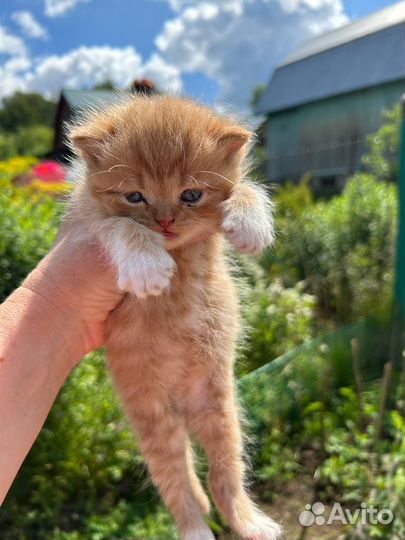 Шотландские котята