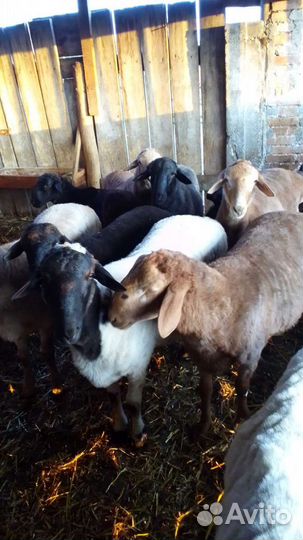 Баран 6-7месяцев