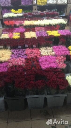 Тюльпаны 25 51 101 Тюльпан