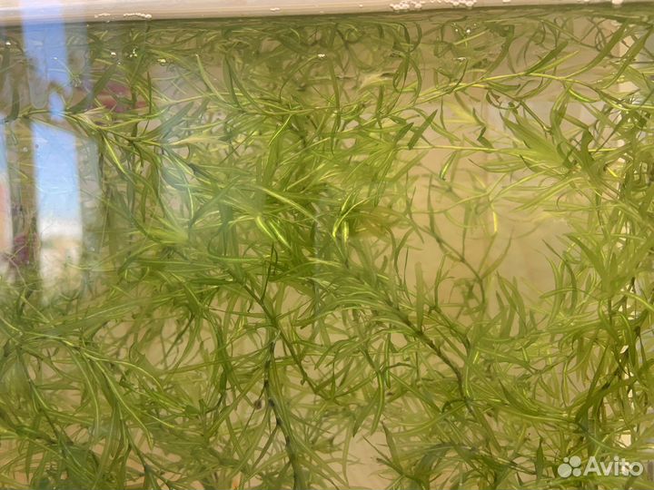 Водоросли для аквариума