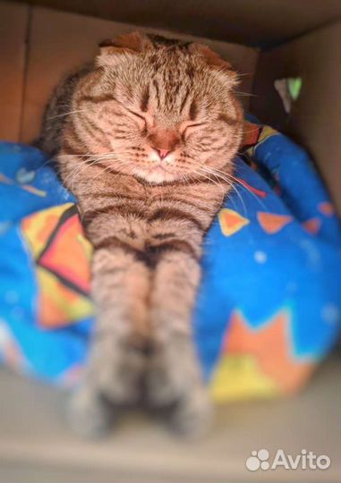 Породистая кошка ищет дом выкинута хозяевами