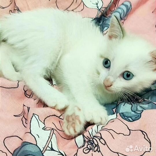 Турецкая ангора