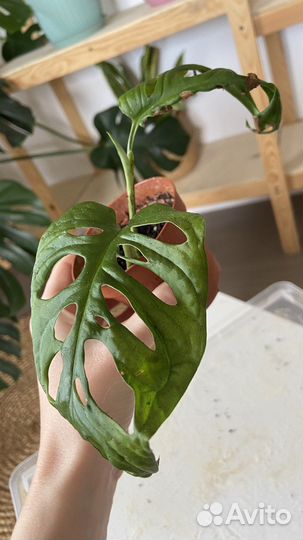 Монстера манки