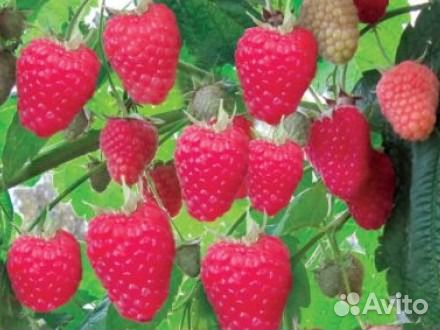 Саженцы малины и ежевики