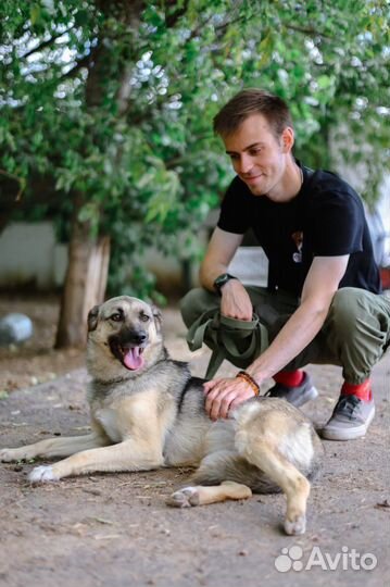 Собака из приюта ждет семью