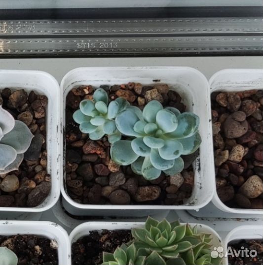 Суккуленты листочки с детками
