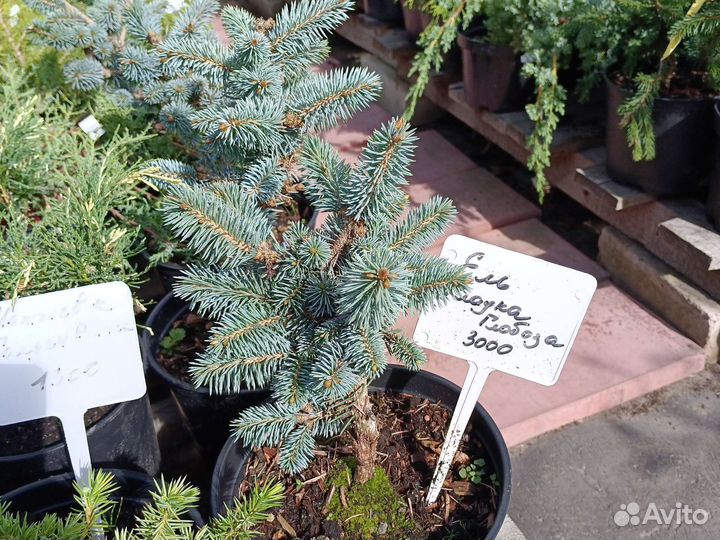 Ель Глаука глобоза