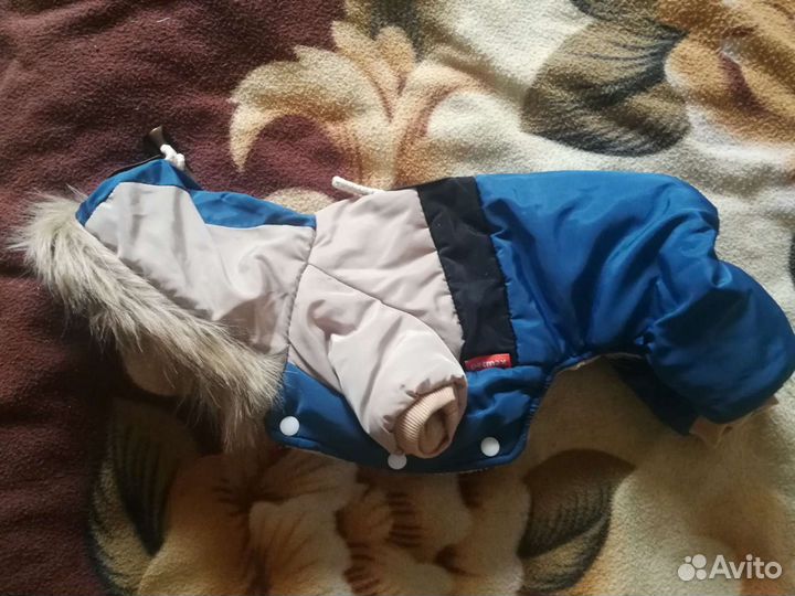 Комбинезон для собак бежево-синий с капюшоном