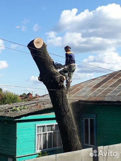 Профессиональное спиливание деревьев. Спил, вывоз