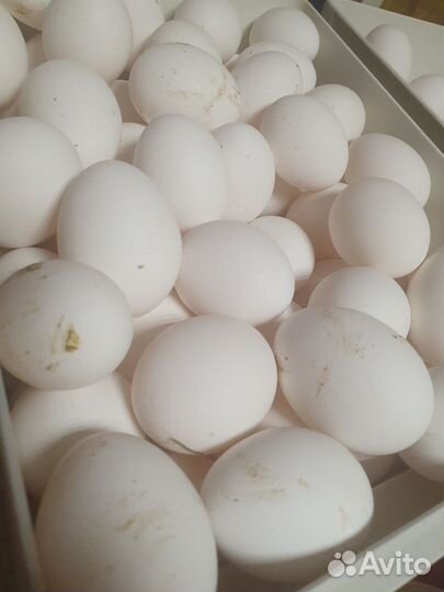 Яйцо домашнее, куриное. Доставка