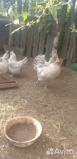 Инкубационное яйцо араукана лаванда