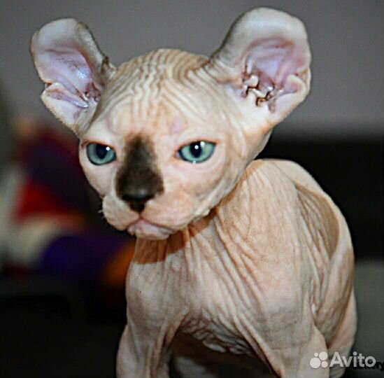 Которебенок мальчишка эльф