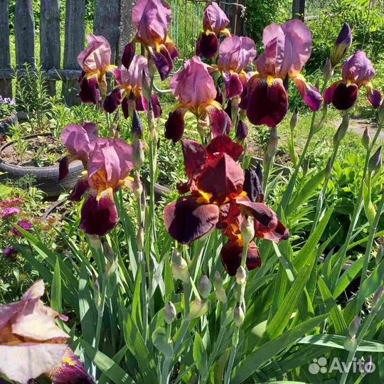 Ирисы бородатые сортовые