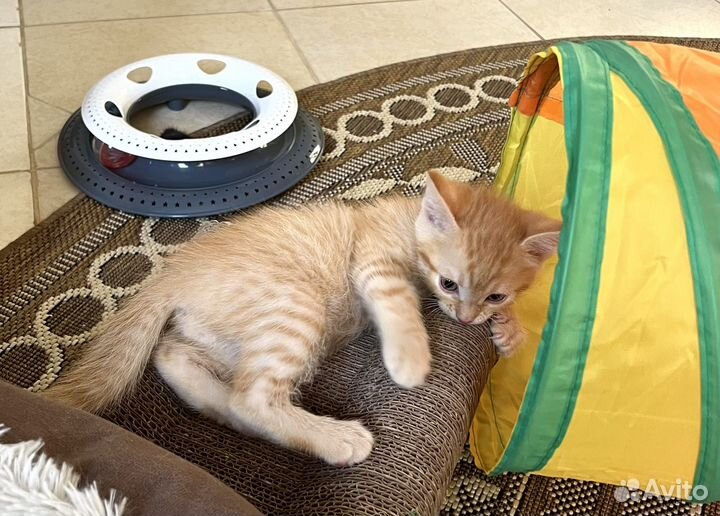 Рыжий котенок Потапыч