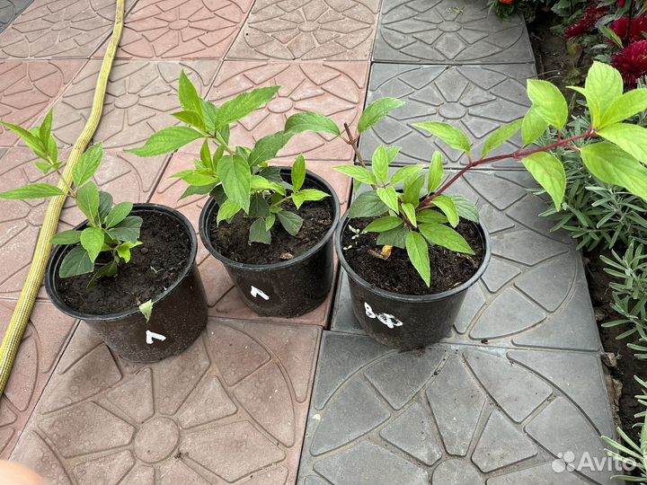 Гортензия ванилла фрайз и скайфолл