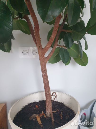 Фикус каучуковый