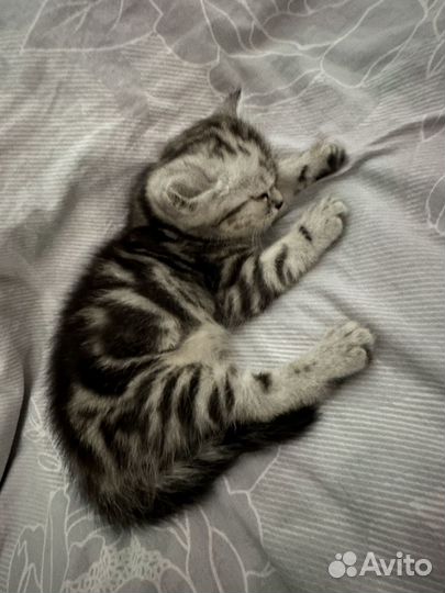 Котенок британский