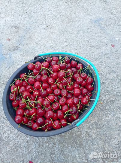 Продам Черешню