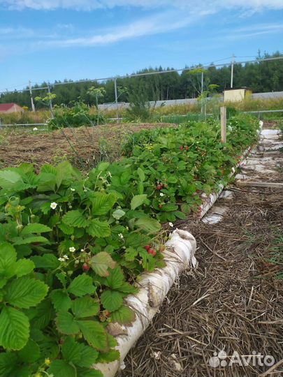 Ремонтантная земляника