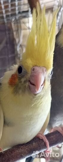 Корелла птенец